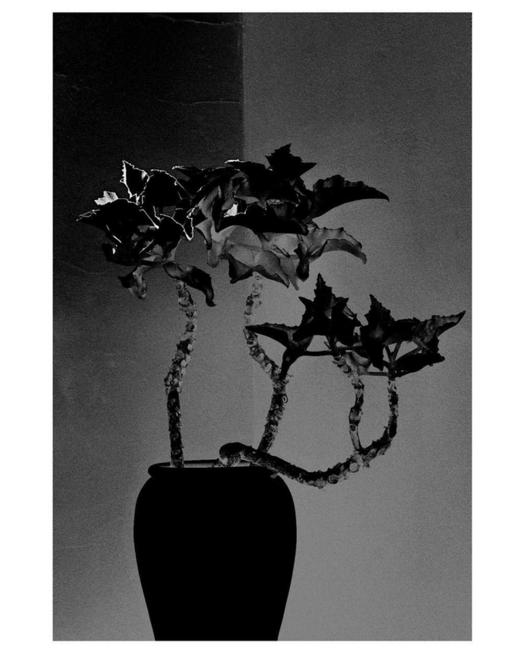 photo de Clarisse Holmière