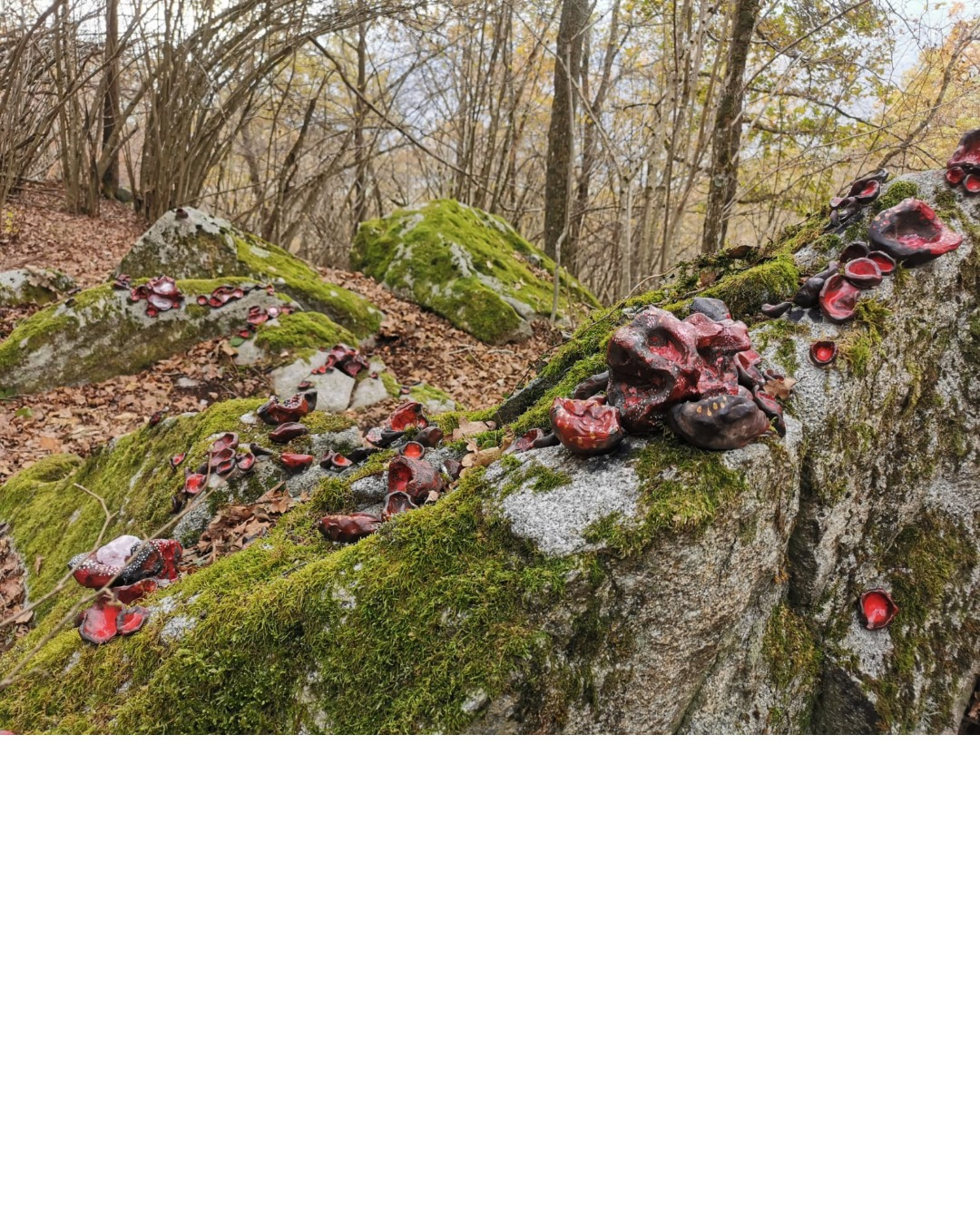 Hors les murs-27-2022 Installation artistique de Parc & Pics sur le sentier du Mont de Gez, Arras-en-Lavedan