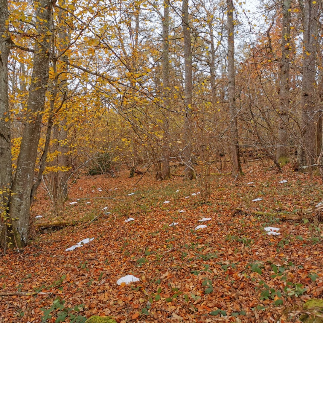 Hors les murs-28-2022 Installation artistique de Parc & Pics sur le sentier du Mont de Gez, Arras-en-Lavedan
