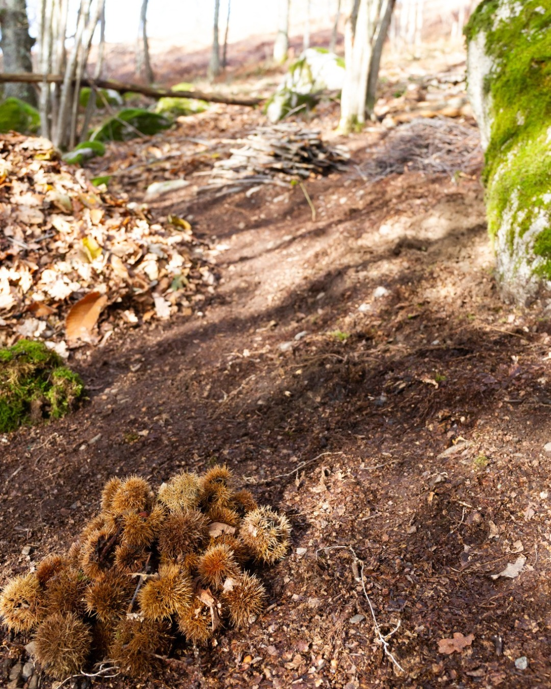 Hors les murs-30-2022 Installation artistique de Parc & Pics sur le sentier du Mont de Gez, Arras-en-Lavedan